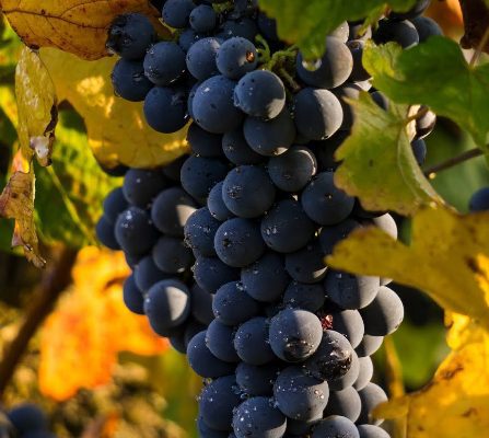 CHATEAU BEL AIR LA ROYERE Degustation Vin Gironde CEPAGE MALBEC 1