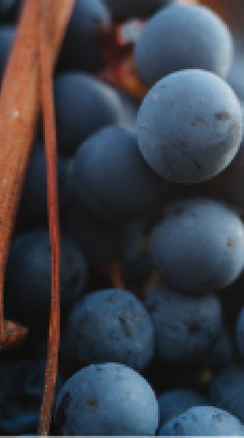 CHATEAU BEL AIR LA ROYERE Degustation Vin Gironde CEPAGE MALBEC