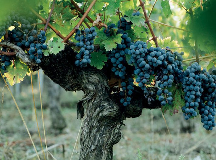 CHATEAU BEL AIR LA ROYERE Degustation Vin Gironde Decouvrez Le Patrimoine De La Gironde 33 Votre Plus Grand Estuaire DEurope Occidentale