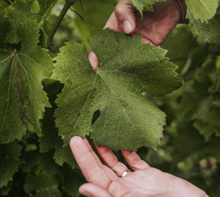 CHATEAU BEL AIR LA ROYERE Degustation Vin Gironde LA VITICULTURE