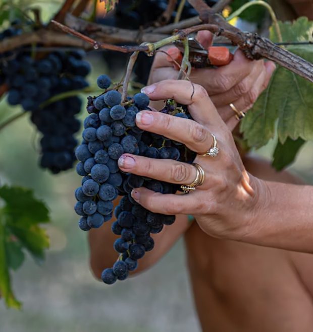 CHATEAU BEL AIR LA ROYERE Degustation Vin Gironde LES BASES DE Degustation